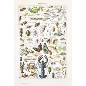 ARTROPODI 1949 Originale vecchio poster vintage Stampa autentica antica Tavola illustrata anni '40 Artropodi insetti insetti