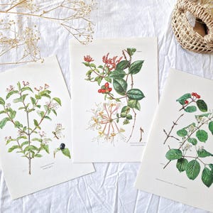 1950 Set of 3 botanical prints TREES, Old vintage poster, Antique print poster, Original illustration, Honeysuckle