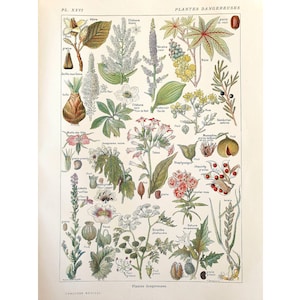 1912 Vecchio poster botanico vintage, Illustrazione di fiori, Piatto antico, Poster di medicina originale Francia, *Piante pericolose 1**