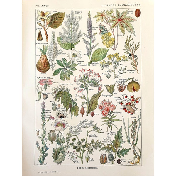 Botanical Poster - Etsy