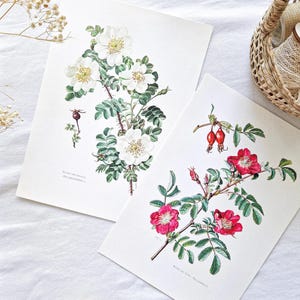 1950 Set of 2 vintage botanical prints, Flower old poster, French antique posters, Original authentic print, Plant flower illustration