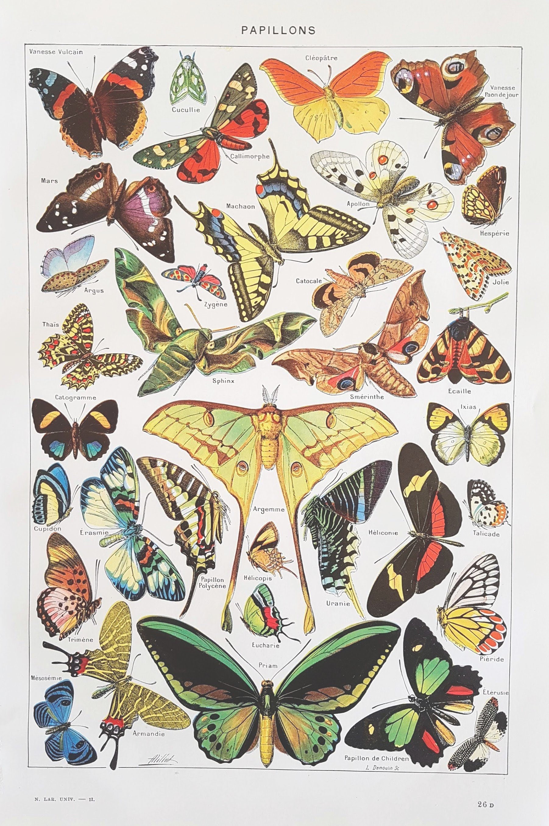 1949 Papillons Affiche Vintage Originale Ancienne Antique Authentic Print Planche Illustrée Années 4