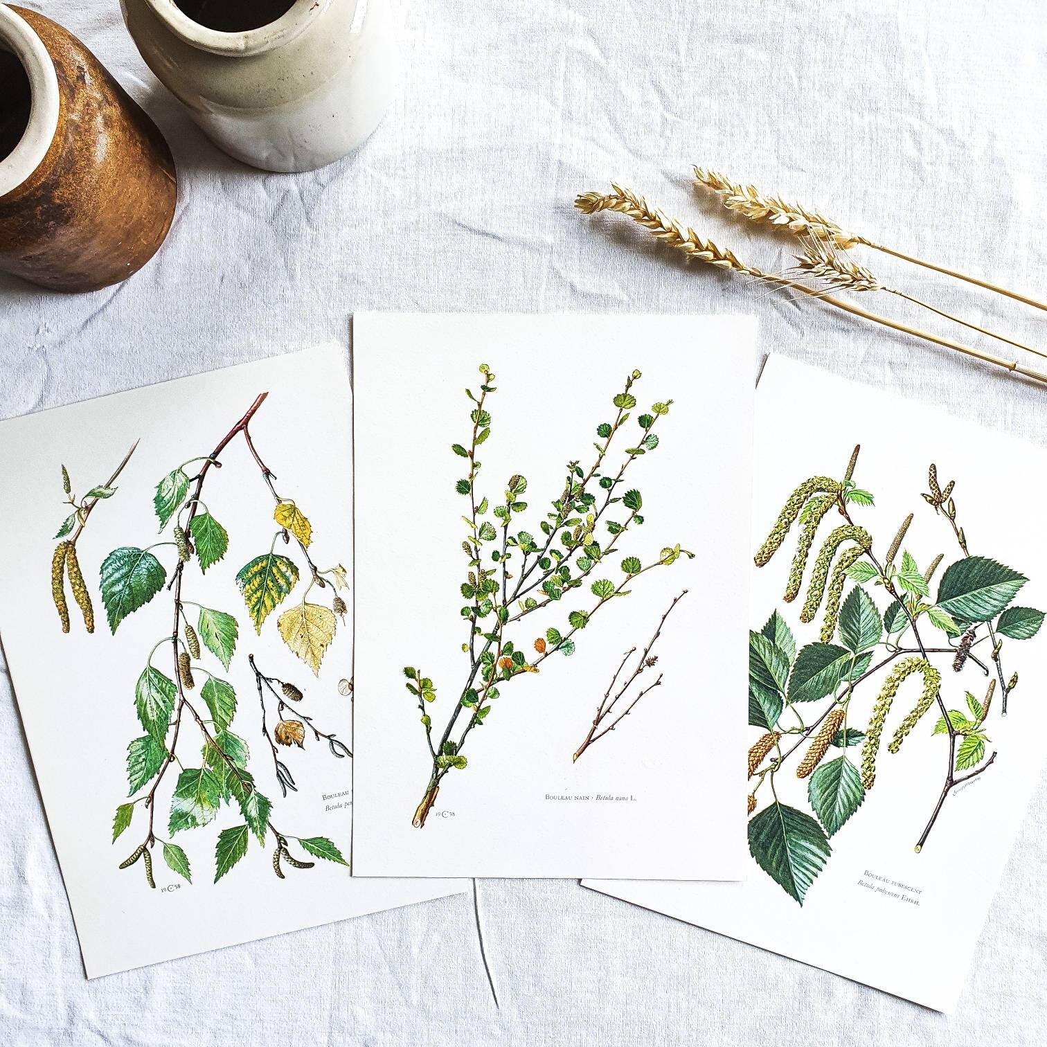 1950 Lot de 3 Planches Botaniques Arbres Bouleau Affiche Vintage Ancienne Antique Original Authentic