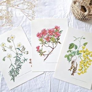 1950 Set of 3 vintage botanical prints, French antique posters, Original authentic print, Plant flower illustration, Rare gift, Old wall art