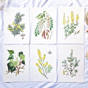 1950 Set of 6 vintage botanicals, Botanical old prints, Old plant lithographs, Plant wall, Printed herbarium