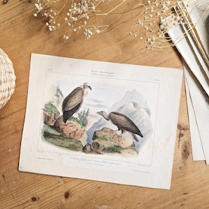 1836 Avvoltoio, Vecchio poster di uccelli, Poster di uccelli vintage, Piastra francese originale, Vecchia illustrazione, Vecchia incisione