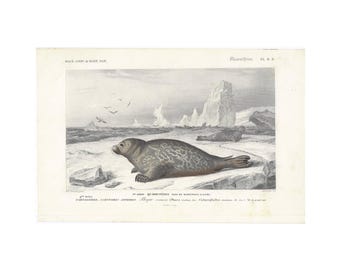 1849 Seal Engraving, Authentic Old Engraving, Antique Vintage