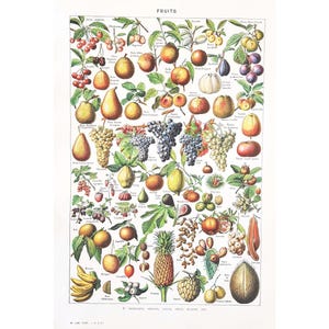 1949 FRUTAS Cartel vintage antiguo original Impresión auténtica antigua Tablero ilustrado Década de 1940 Frutas