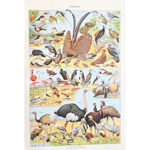 1949 BIRDS 2 Originale vecchio poster vintage Stampa autentica antica Tavola illustrata degli anni '40 Uccelli Uccelli
