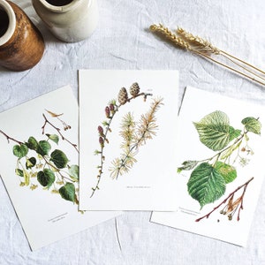 1950 Set of 3 old botanical prints, Vintage poster, Tree print vintage, Botanical art, Original plant poster, Tree illustration, Wall decor