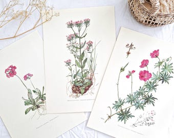 1950 Bundle of 3 vintage botanicals, Old floral poster, Original flower illustration poster, French antique print
