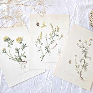 Conjunto de 3 láminas botánicas ilustradas vintage de 1950, póster floral antiguo, póster con ilustración floral original *AMARILLO 2 MANZANILLA*