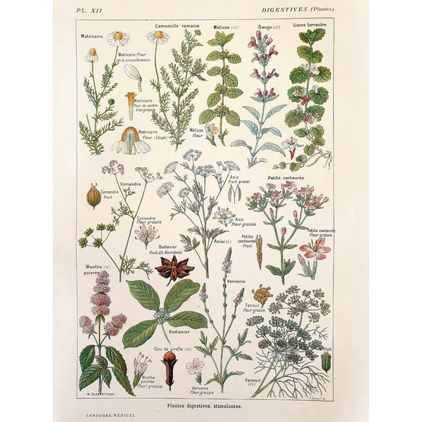 Affiche vintage ancienne botanique, Illustration fleurs, Planche antique, Poster original médecine France, *Plantes digestives* 1912