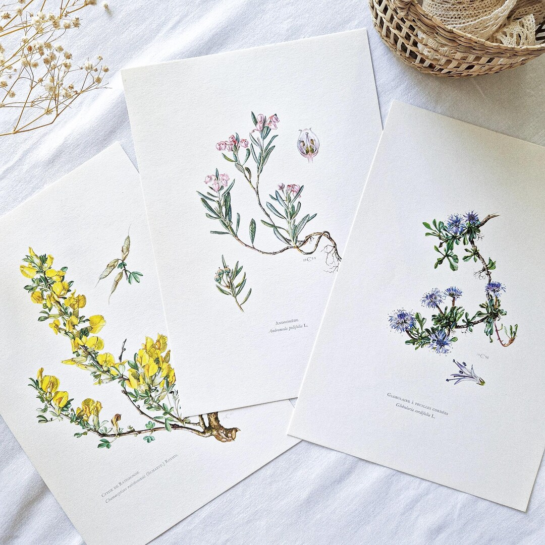 1950 Set of 3 Vintage Botanical Prints, French Antique Print, Original ...