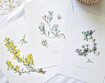 1950 Set of 3 vintage botanical prints, French antique print, Original authentic poster, Plant flower tree illustration, Rare gift, Wall art