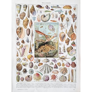 Op de afbeelding: Een vintage illustratie van verschillende soorten weekdieren, waaronder schelpen, slakken en een octopus. De illustratie is gedetailleerd, kleurrijk en bevat de titel "MOLLUSQUES".