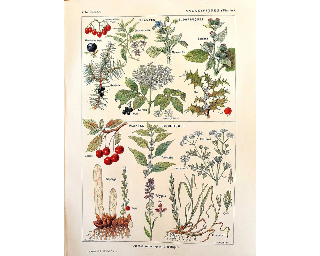 欲しいの 1912 Illustration Flower Poster, Botanical Old Vintage アンティーク雑貨