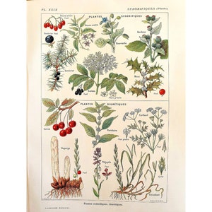 1912 Vecchio poster botanico vintage, Illustrazione di fiori, Piatto antico, Poster di medicina originale Francia, *Piante del sudore*