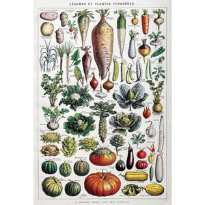 1949 VERDURE Originale vecchio poster vintage Stampa autentica antica Tavola illustrata degli anni '40 Verdure Verdure