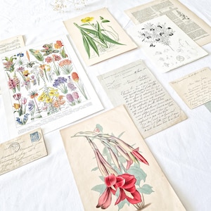 Lote de carteles vintage, láminas botánicas antiguas, carteles de naturaleza, carteles de plantas y flores, cartas antiguas, decoración de paredes