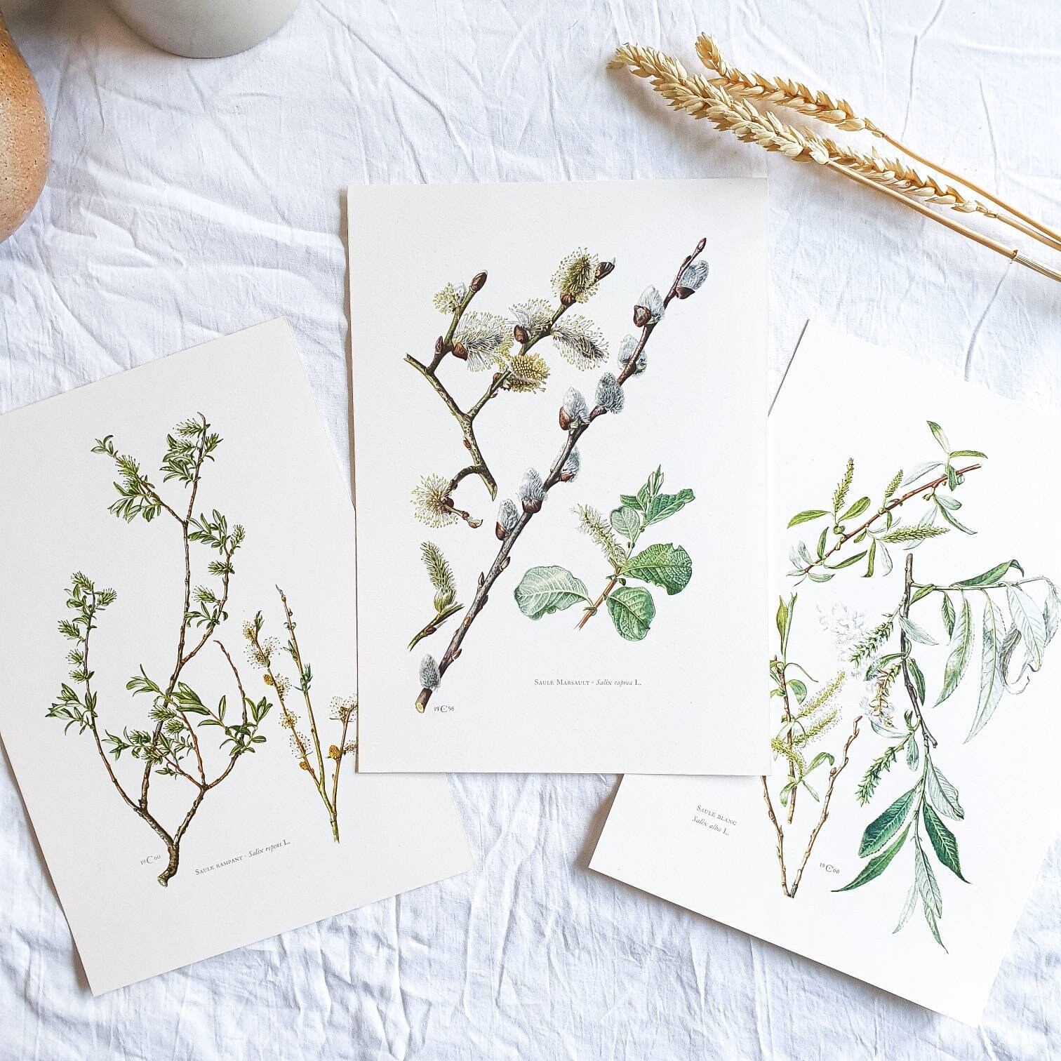 1950 Lot de 3 Planches Botaniques Arbres, Affiche Vintage Ancienne, Antique Original Authentic Print