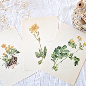 1950 Set of 3 vintage botanical prints, French antique posters, Original authentic print, Plant flower illustration, Rare gift, Old wall art