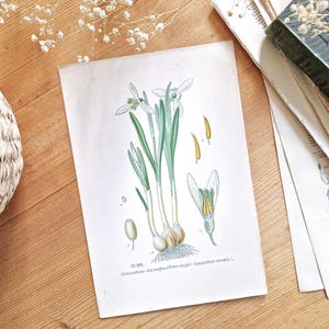 1891 Perce-Neige, Alter botanischer Teller, altes Blumenplakat, alte Pflanzenillustration, Pflanzenzeichnung, Pflanzenatlas