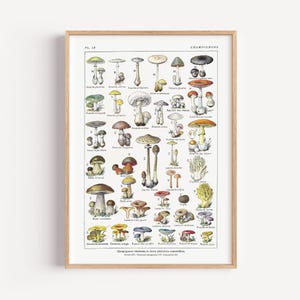 Mushrooms print, Vintage poster reproduction, Kitchen wall art, Larousse Encyclopedia poster, Art print, Illustration of mushrooms