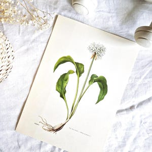 Wild garlic, Botanical print, Floral wall decoration, Old botanical poster, Vintage illustration, Vintage botanical