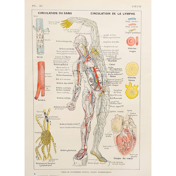 1912 Affiche vintage ancienne sciences anatomie, Illustration corps humain, Planche antique, Poster médecine France, *Coeur et circulation"