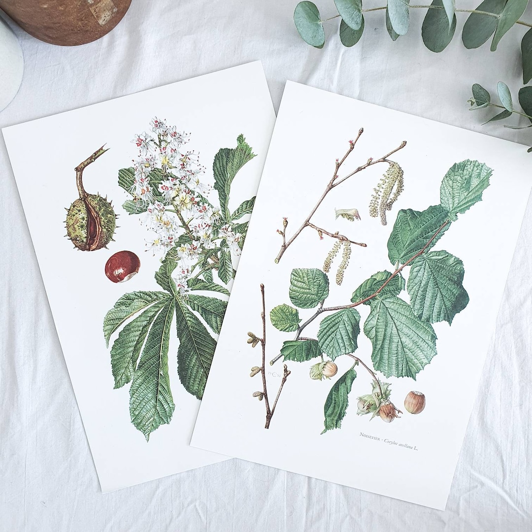 1950 Set of 2 Vintage Botanical Prints, French Antique Posters ...