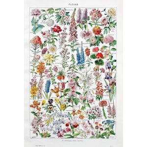 1949 FLOWERS Original vintage poster Antique authentic print Illustrated plate