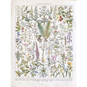 1930 PLANTAS MEDICINALES 1 Antiguo cartel de plantas vintage, Ilustración botánica de la naturaleza, Placa antigua, Cartel original Francia, Impresión