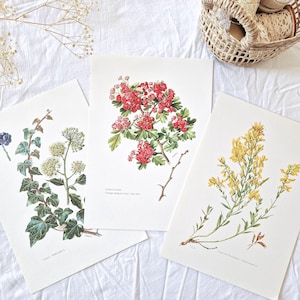 1950 Set of 3 vintage botanical prints, French antique posters, Original authentic print, Plant flower illustration, Rare gift, Old wall art