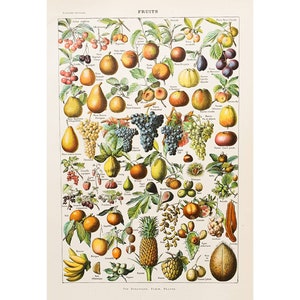 1920 FRUITS Vintage poster, Illustrated plate, Antique authentic print, Original poster, Kitchen, Apple, Pear