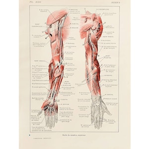 Manifesto d'epoca del 1912, vecchia anatomia scientifica, illustrazione del corpo umano, piatto antico, manifesto di medicina Francia, *Nervi del braccio*