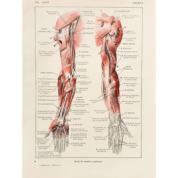 1912 Affiche vintage ancienne sciences anatomie, Illustration corps humain, Planche antique, Poster médecine France, *Nerfs Bras*