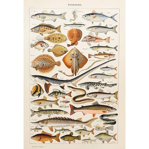 1920 PESCE | Vecchio poster vintage | Tavola con illustrazione dei pesci | Antico poster francese originale | Decorazione della parete del soggiorno | Regalo del mare