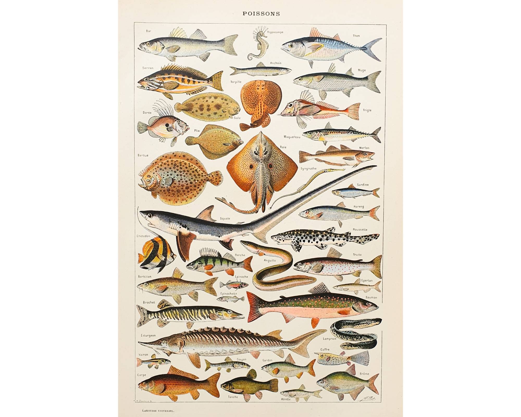 1920 魚 |古いビンテージ ポスター | 写真 古いビンテージ 1920 魚 |古いビンテージ ポスター | 写真 古いビンテージ