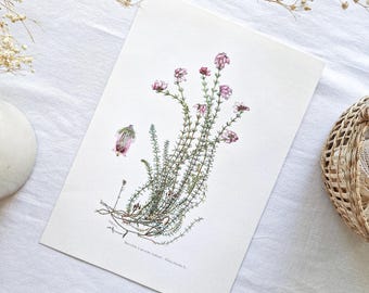 1950 Vintage botanical print, Flower old poster, French antique poster, Original authentic print, Plant flower illustration, Bruyere