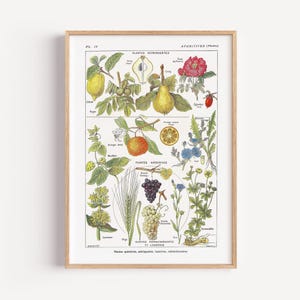 Botanical print, Vintage poster reproduction, Floral wall art, Larousse Encyclopedia poster, Art print, Illustration of aperitif plants