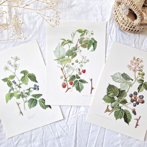 Set di 3 piatti botanici ALBERI del 1950, Illustrazione originale autentica di un poster stampato, "Lampone"