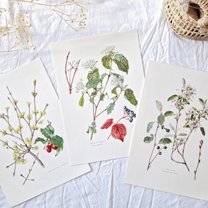 1950 Set of 3 botanical prints TREES, Old vintage poster, Antique original print poster, Small berries, Dogwood
