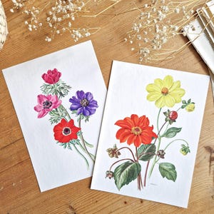 Láminas botánicas vintage de 1964, pósteres de flores antiguas, juego de 2 láminas botánicas, plantas de bulbos, flores coloridas