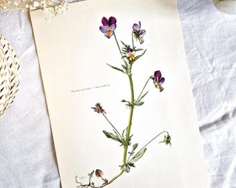 ヴィンテージ植物プリント、野生のパンジー、花の壁飾り、古い植物ポスター、紫色の野生の花のイラスト