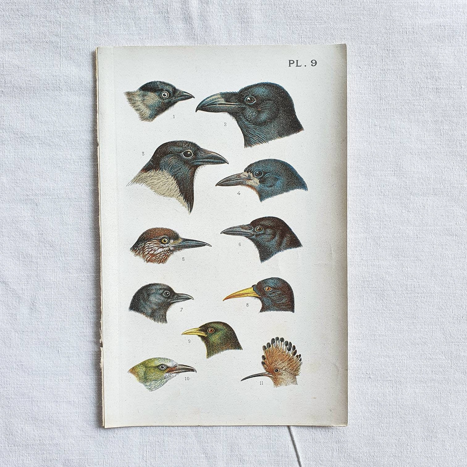 1890 Planche Oiseaux Pl.9 Affiche Vintage Ancienne Antique Original Authentic Print Poster Illustrée
