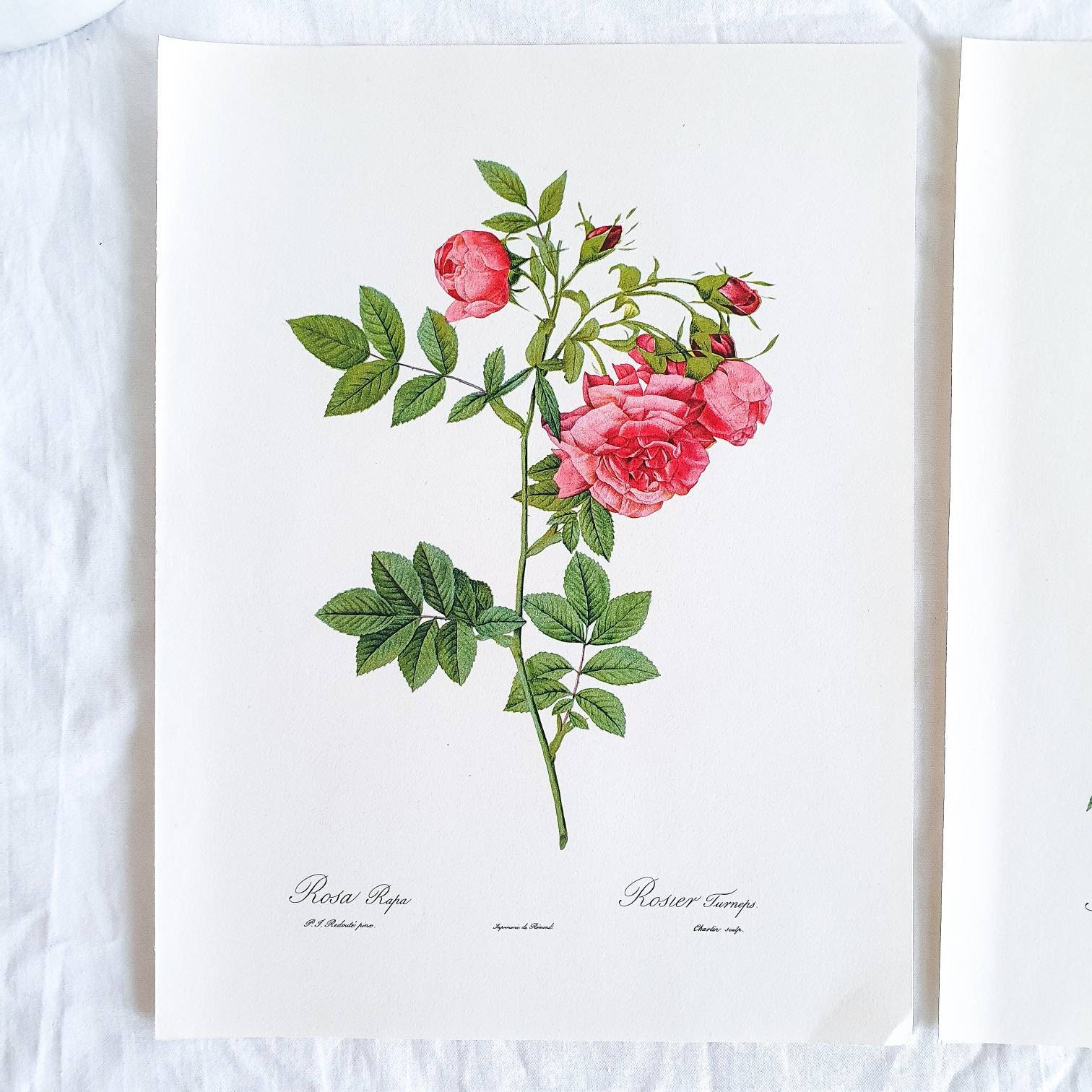 絵画 The Best of Redoute 's ROSES 1960 Redouté Les Roses Pl. 36 White Rose; Great Maiden's Blush
