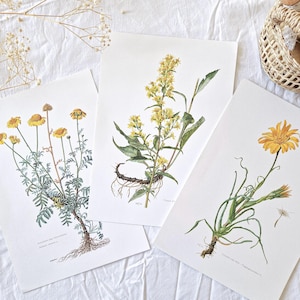Set di 3 tavole botaniche illustrate d'epoca del 1950, Vecchio poster floreale, Poster originale con illustrazione floreale *GIALLO ARANCIONE*