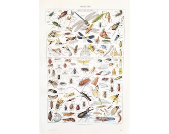 1949 INSECTS Vintage illustrated poster, Original old poster, Poster illustration, Dictionary page, Insect images