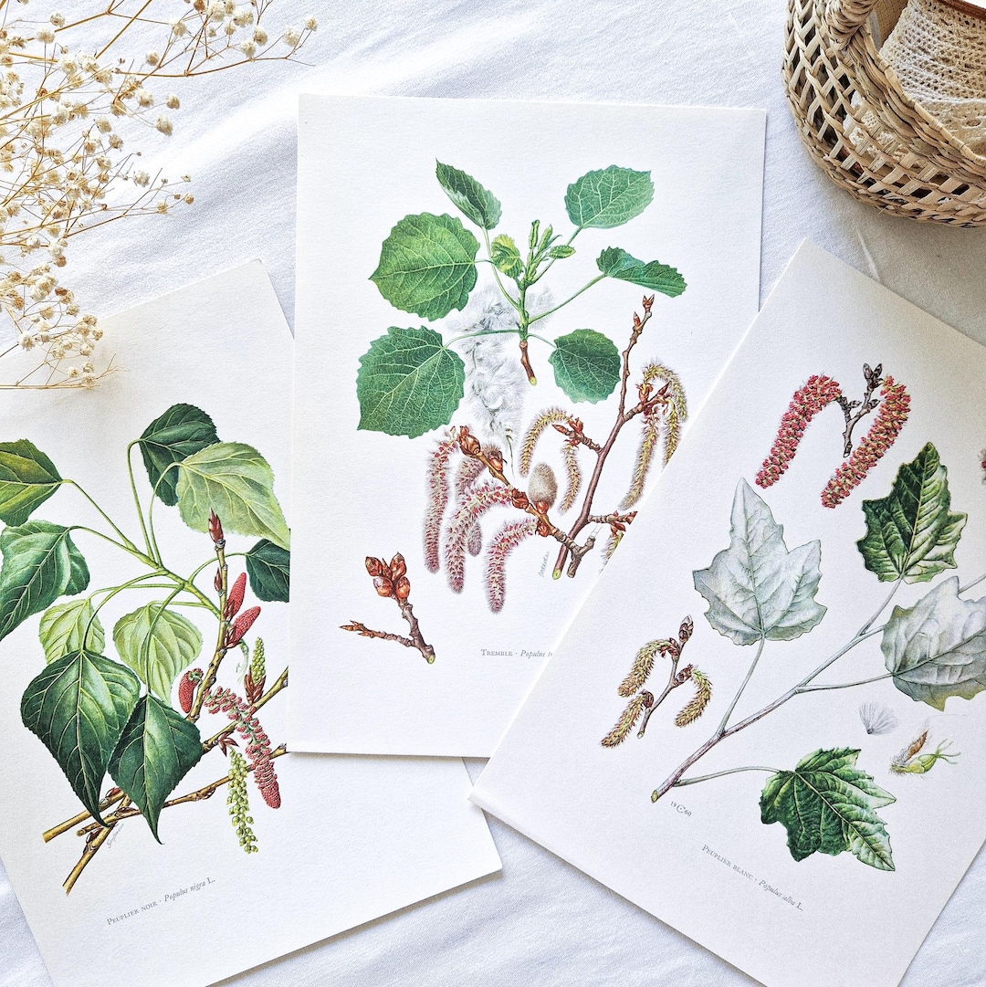 1950 Set of 3 Vintage Botanical Prints, French Antique Print, Original ...